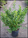Forsythia